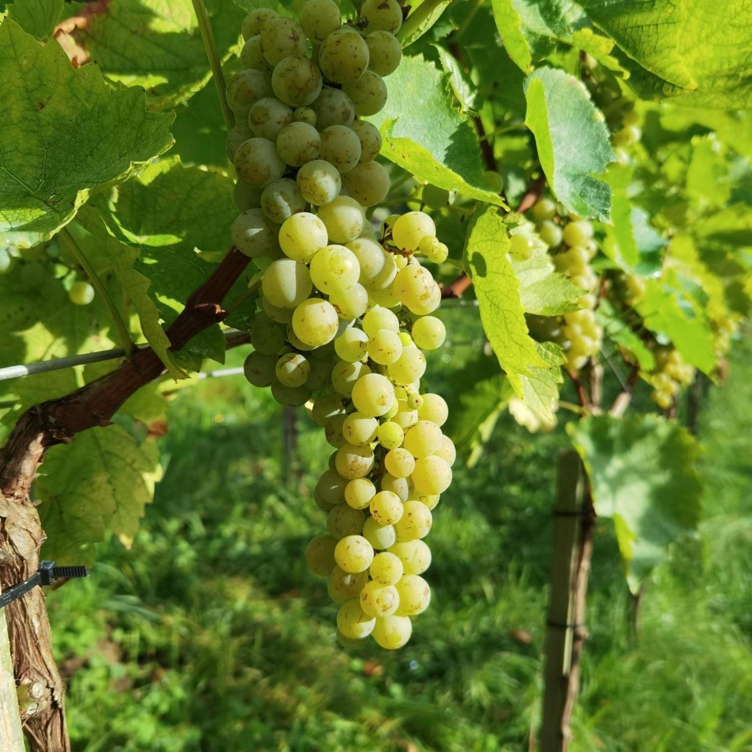 Privatzimmer Am Weinbrunnen Vorchdorf Bagian luar foto